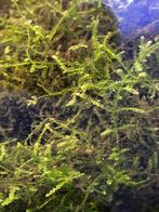 Javamos, Ophalen of Verzenden