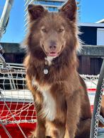 Puppy's uit liefdes nestje (Weimaraner * kruising Aussie), Overige rassen, CDV (hondenziekte), 8 tot 15 weken, Meerdere