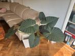 Alocasia velvety black, Ophalen, Overige soorten, In pot, Minder dan 100 cm