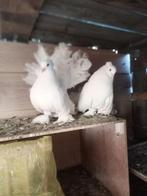 Mooie koppel indiaanse pauwstaart.koppels, Dieren en Toebehoren, Meerdere dieren