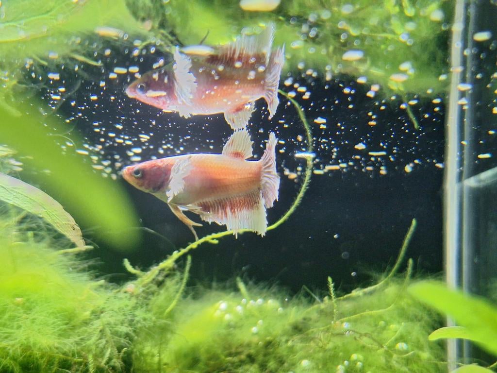 Mooie betta (man en vrouw), Dieren en Toebehoren, Vissen | Aquariumvissen, Vis, Zoetwatervis