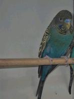 Blackface split blackwing man, Dieren en Toebehoren, Mannelijk, Parkiet, Geringd