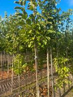 Magnolia. Liquidambar. Lirondenron. Elzen . Berken ., Ophalen of Verzenden, Bloeit niet, Volle zon, Overige soorten