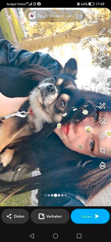 chihuahua 2 jaar oud reutje spoed plekje gezocht., Dieren en Toebehoren, Honden | Chihuahua's en Gezelschapshonden, Reu, Chihuahua