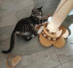 Ragdoll kruising kittens, Dieren en Toebehoren, Kater, Kortharig, 0 tot 2 jaar