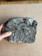 Nodule mes neural arches ichthyosaur Lyme Regis, Ophalen of Verzenden, Fossiel