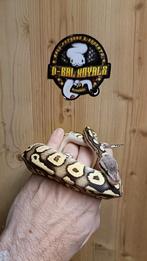 1.0 Koningspython - Ballpython - Python Regius, Slang, 0 tot 2 jaar