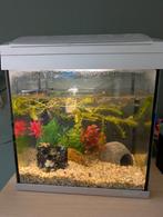 Superfish 30., Dieren en Toebehoren, Ophalen, Leeg aquarium