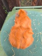 Cavia beertje, Dieren en Toebehoren, Knaagdieren, Juni, Mannelijk, Cavia