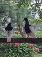Kroppers-Tortels-Hoogvliegers-Hyasint duiven-zie advertentie, Dieren en Toebehoren, Vogels | Duiven, Meerdere dieren, Overige soorten