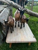 5 geiten, Dieren en Toebehoren, Vrouwelijk, Geit