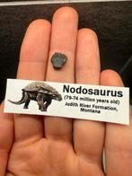 Nodosaurus tand - 1.1cm, Ophalen of Verzenden, Fossiel