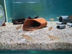 Lamprologus Ocellatus Gold Tanganyika Cichliden, slakkenhuis, Dieren en Toebehoren, Vissen | Aquariumvissen, Vis, Zoetwatervis