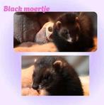 Tamme puber fretjes, Dieren en Toebehoren, Overige Dieren, Mei, Meerdere dieren