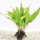 3-gaats cocosnoot met microsorum €14,95, Ophalen of Verzenden, Nieuw, Plant(en), Steen of Hout