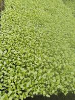 Surinaamse Amsoi plantjes in tray per plug 15 cent., Ophalen of Verzenden, Nieuw, Minder dan 10 m²