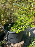 Plantenkuip met ijzerhard, hibiscus & gulden roede, Ophalen, Overige soorten, Volle zon