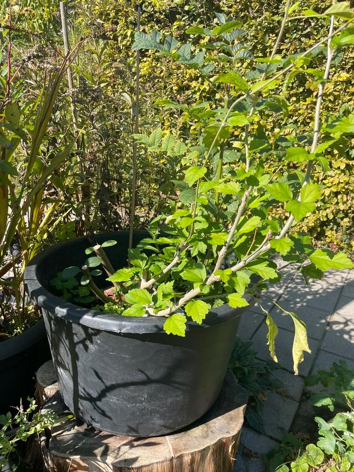 Plantenkuip met ijzerhard, hibiscus & gulden roede, Tuin en Terras, Planten | Tuinplanten, Overige soorten, Volle zon, Ophalen