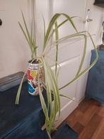 Gratis plantje voor binnen., Ophalen, Halfschaduw, Minder dan 100 cm