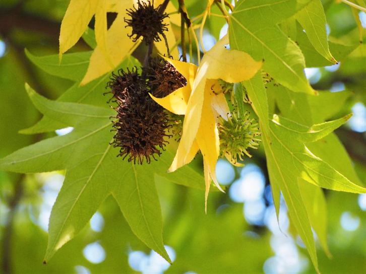 Liquidambar styraciflua 'Worplesdon', Bio (1 exemplaar), Tuin en Terras, Planten | Bomen, Overige soorten, 100 tot 250 cm, Volle zon