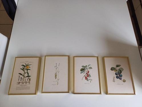 4 stuks zeer leuke planten prenten met goud lijst, Huis en Inrichting, Woonaccessoires | Schilderijen, Tekeningen en Foto's, Gebruikt