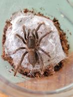 Hysterocrates Gigas vogelspin, Dieren en Toebehoren, Bijen