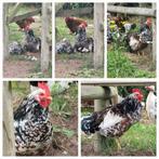 Zweedse bloemkip haan, Dieren en Toebehoren, Pluimvee, Mannelijk, Kip