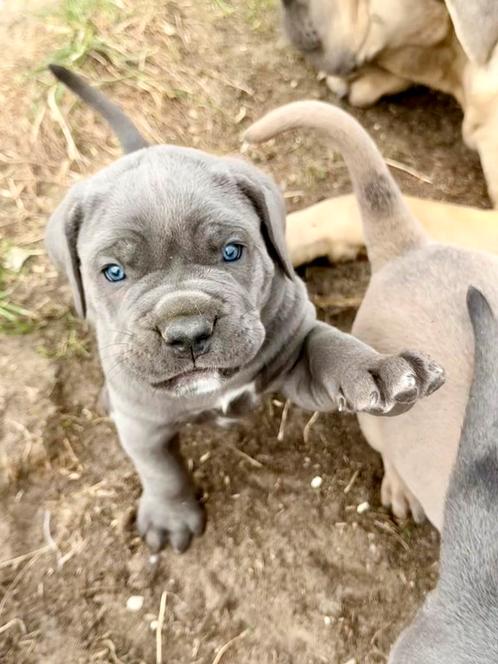 Prachtige Cane Corso pups met raad van beheer stamboom, Dieren en Toebehoren, Honden | Bulldogs, Pinschers en Molossers, Meerdere dieren
