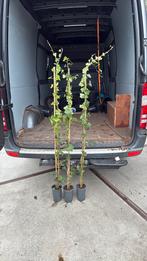Hedera 160 stuks bijna schutting hoog nog 80 stuks op is op, Ophalen, Vaste plant, Bloeit niet, Halfschaduw