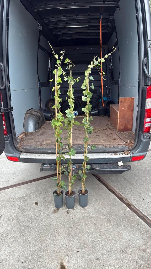 Hedera 160 stuks bijna schutting hoog nog 80 stuks op is op, Tuin en Terras, Planten | Tuinplanten, Vaste plant, Klimplanten, Halfschaduw