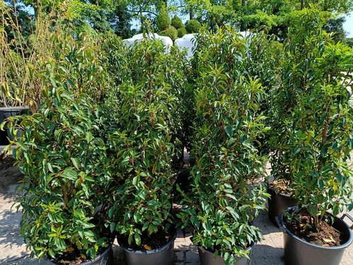 Actie: Portugese Laurieren voor een mooie dichte groene haag, Tuin en Terras, Planten | Struiken en Hagen, Haag, Laurier, 100 tot 250 cm