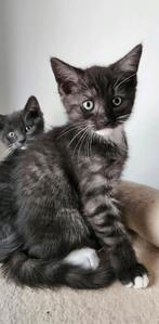 ♡laatste 2 kittens ragdoll maine coon  poesje en kater♡, Meerdere dieren