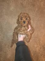 Mini Toypoedel pups💘 Valentijnsdag Special –, Poedel, Parvo, 8 tot 15 weken, Meerdere