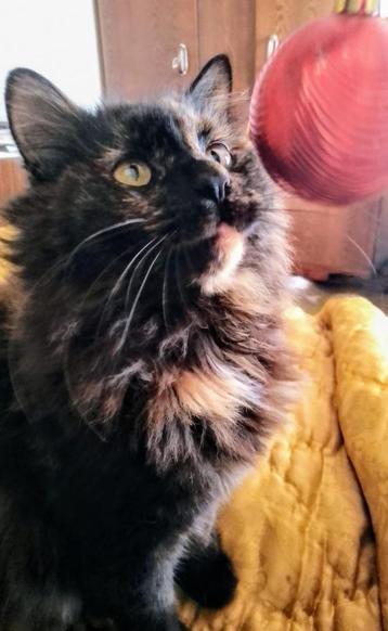 MAYA 1jr. Bulgarije medium hair/speels/cats/aanhankelijk beschikbaar voor biedingen
