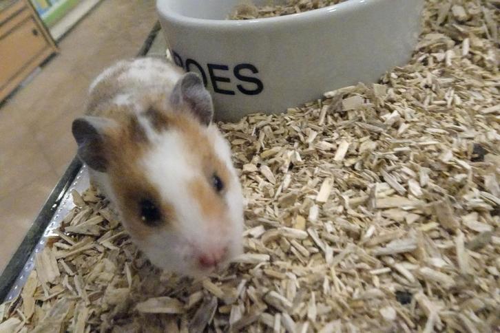 Goudhamsters, veel keus., Dieren en Toebehoren, Knaagdieren, Meerdere dieren, Hamster, Oktober, Tam