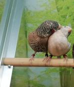 Bandvink koppel(man split bruin, pop split x opaal)., Dieren en Toebehoren, Vogels | Overige Vogels, Meerdere dieren
