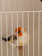 Mooie grote majoor  witkop putters., Dieren en Toebehoren, Vogels | Overige Vogels, Meerdere dieren, Wildzangvogel, Geringd