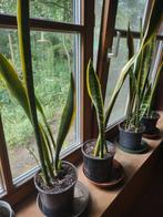 Diverse kamerplanten, Clivia, Bladbegonia, Sanseveria, Ophalen, Overige soorten, Halfschaduw, In pot