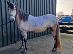 9 jarige PRE ruin, knuffelkont - lief - betrouwbaar, Minder dan 160 cm, Ruin, Dressuurpaard, 7 tot 10 jaar