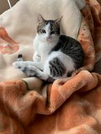 Kitten Europese korthaar, Dieren en Toebehoren, Katten en Kittens | Raskatten | Korthaar, Poes, Ingeënt