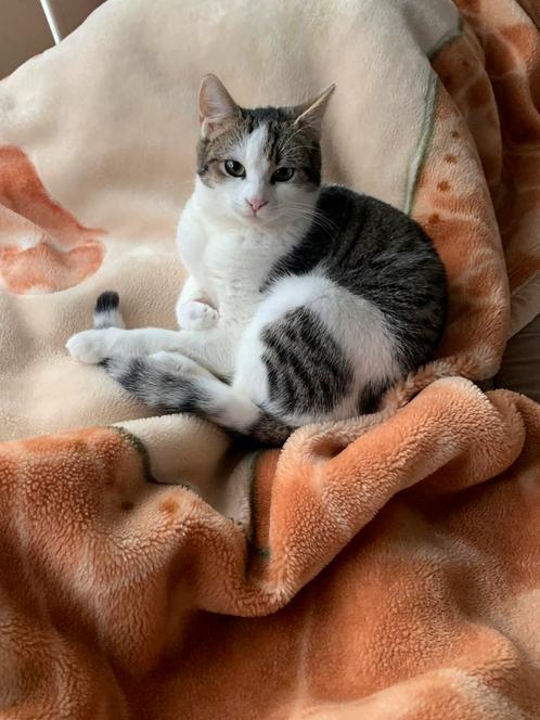 Kitten Europese korthaar, Dieren en Toebehoren, Katten en Kittens | Raskatten | Korthaar, Poes, Ingeënt