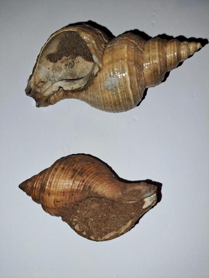 Twee oude slakkenhuizen, Verzamelen, Mineralen en Fossielen, Schelp(en), Ophalen of Verzenden