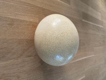 Struisvogel ei decoratief  beschikbaar voor biedingen
