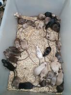 Diverse Kleuren Engelse Muizen - 2025, Oktober, Meerdere dieren, Muis