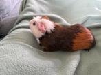 Cavia mannetje, Dieren en Toebehoren, Knaagdieren, Cavia, Juni, Mannelijk, Tam