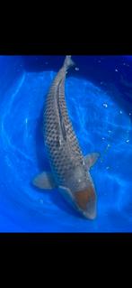 (25) Koi / Koi karper -  Ochiba 60 cm., Karper of Koi