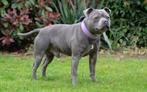 Engelse stafford Staffordshirebullterrier zoekt nieuw huisje, Dieren en Toebehoren, Honden | Jack Russells en Terriërs, CDV (hondenziekte)
