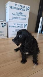 Charles King Spaniel zoekt gouden mandje, Dieren en Toebehoren, Honden | Retrievers, Spaniëls en Waterhonden, 6 jaar of ouder