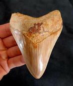 Megalodon tand, Verzamelen, Mineralen en Fossielen, Ophalen of Verzenden, Fossiel