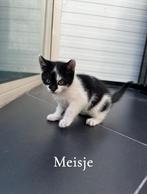 Kittens, Dieren en Toebehoren